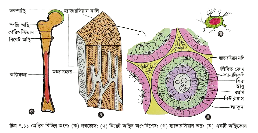 Royxatga olishsiz erkaklar olomonida yolgiz anal porno tomosha qiling