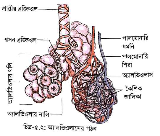 Uydagi etuk seksual xolalar fotosurati