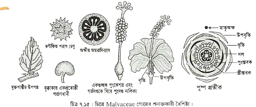 Anya Dolgova yalangoch