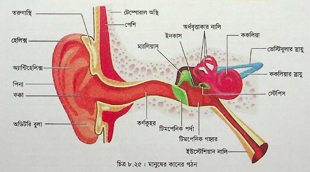 katta dumba bilan oriq yalangoch osiyolik ayol