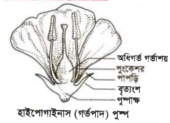 Tessi Santyago yalangoch fotosuratlar